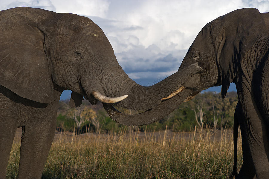 Elephant Caress Botswana Photograph by David Kleinsasser