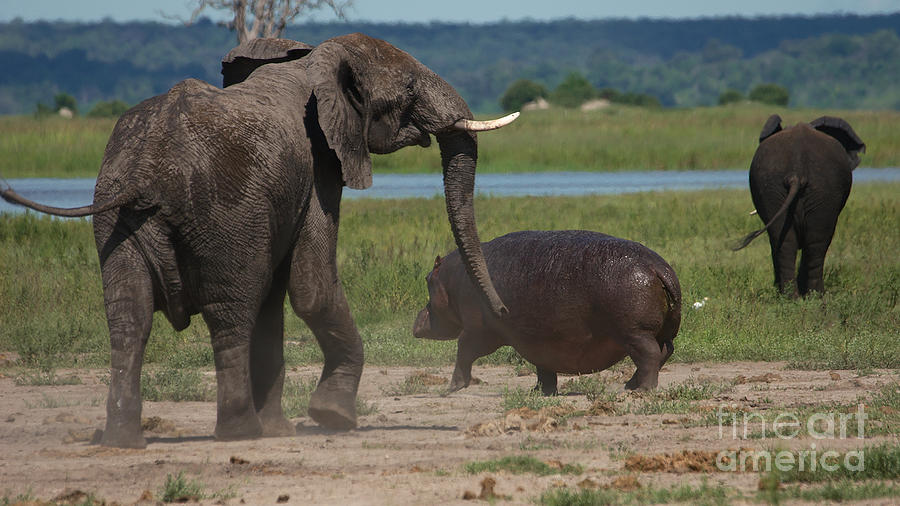 Elephant chasing a hippo Photograph by Mareko Marciniak