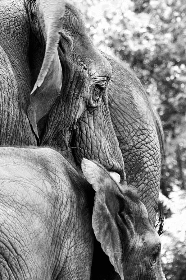 Elephant Ears Photograph by Angela Rath