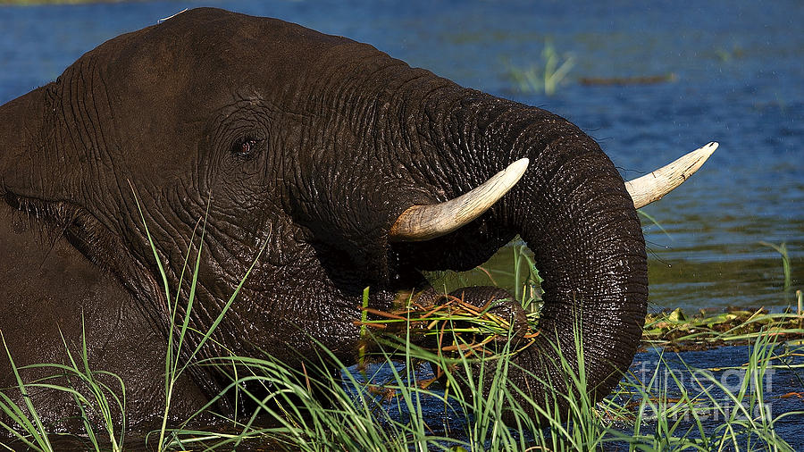 Elephant Eating Grass In Water 2 Photograph by Mareko Marciniak