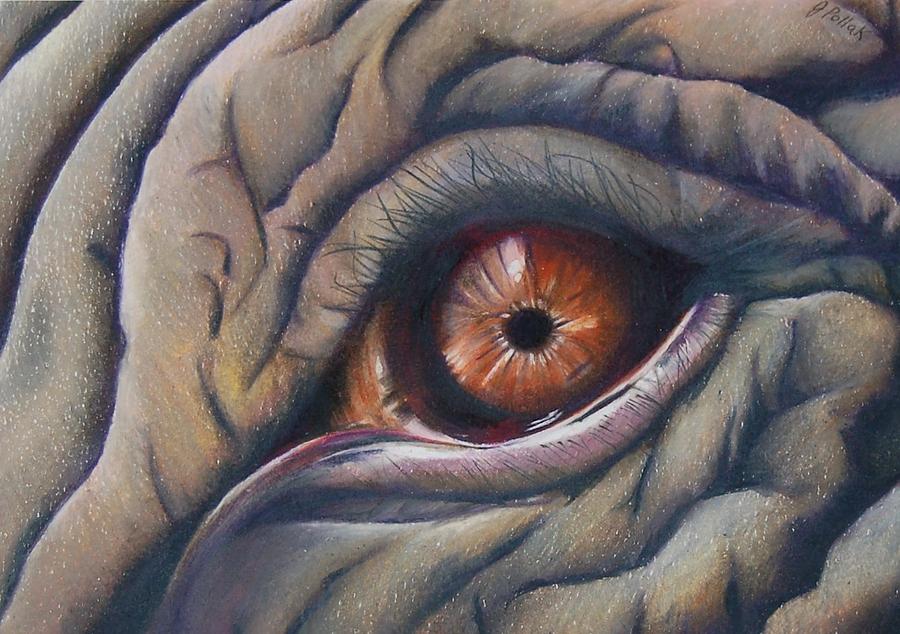 Elephant Eye Drawing by Joan Pollak