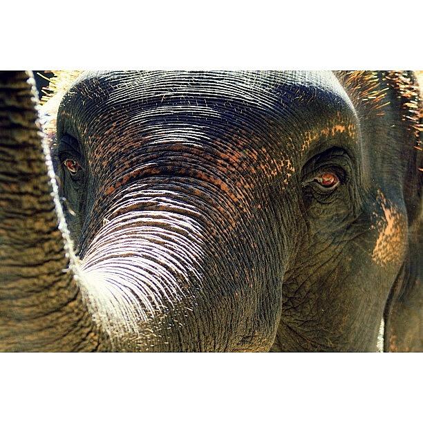 Nature Photograph - Elephant Eye..#travel #thailand by A Rey