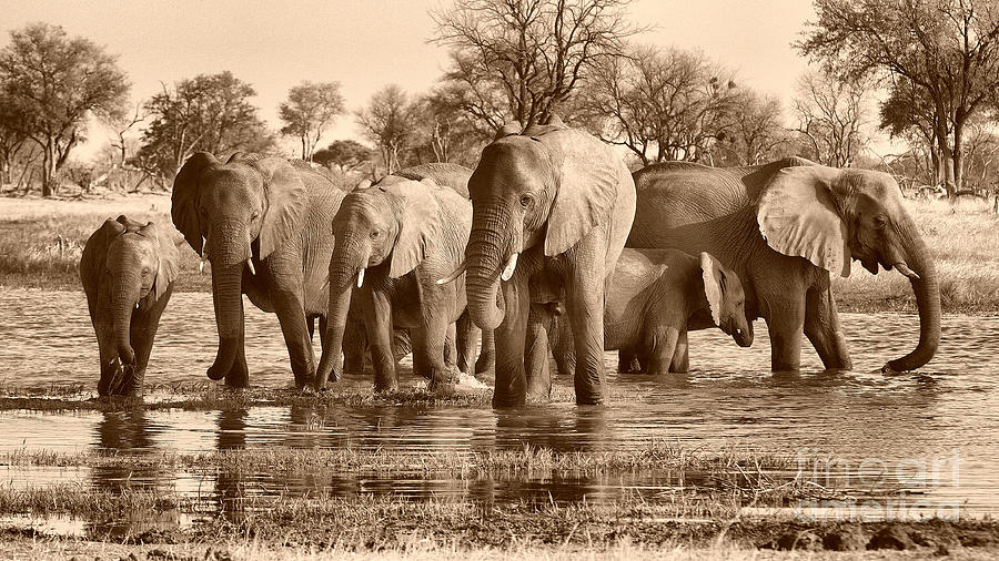 Elephant family at Khwai Photograph by Mareko Marciniak