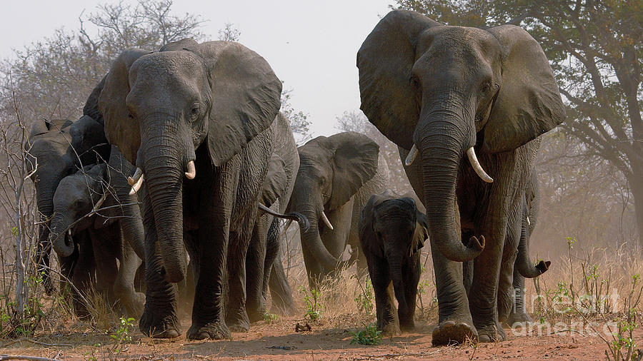 Elephant family Photograph by Mareko Marciniak