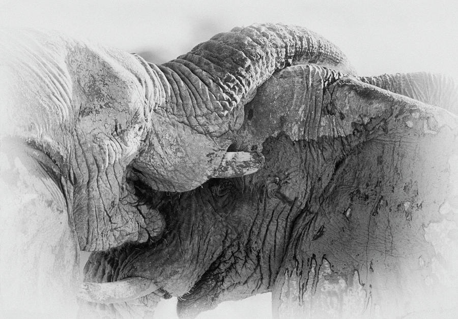 Elephant fight in black and white Photograph by Johan Elzenga