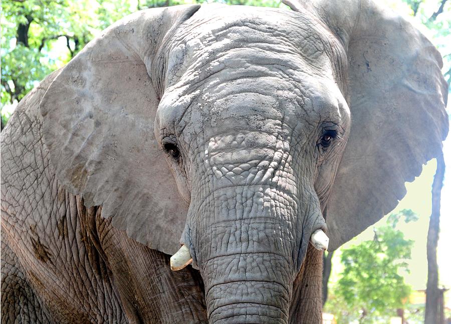  Elephant head  Photograph by Maria isabel Villamonte