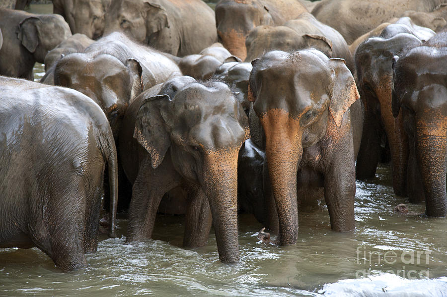 Elephant herd in river Photograph by Jane Rix