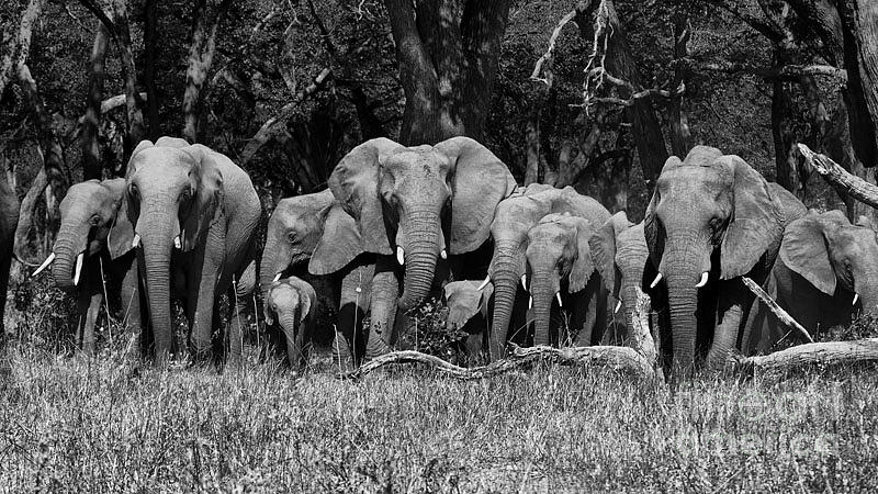 Elephant herd Photograph by Mareko Marciniak
