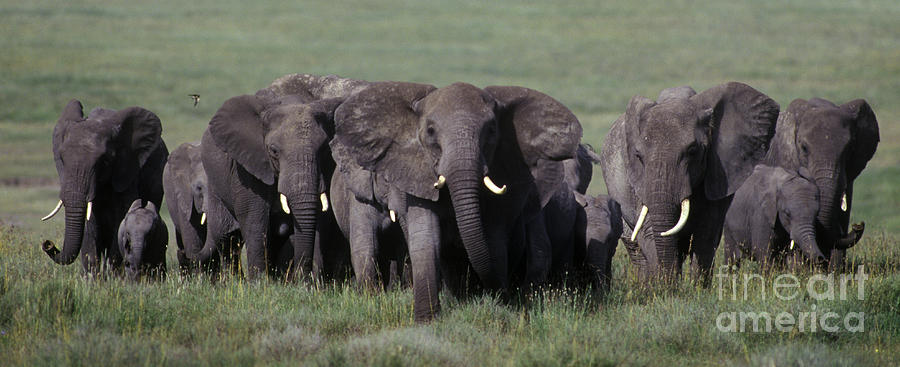 Elephant Herd on the Move - Serengeti Plains Photograph by Craig Lovell