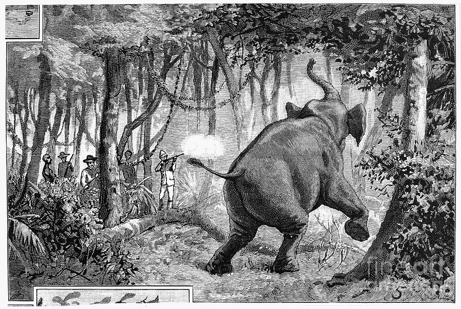 Elephant Hunt, 1887 Photograph by Granger