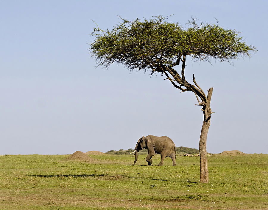 Elephant in the Masai Mara Photograph by Marion McCristall