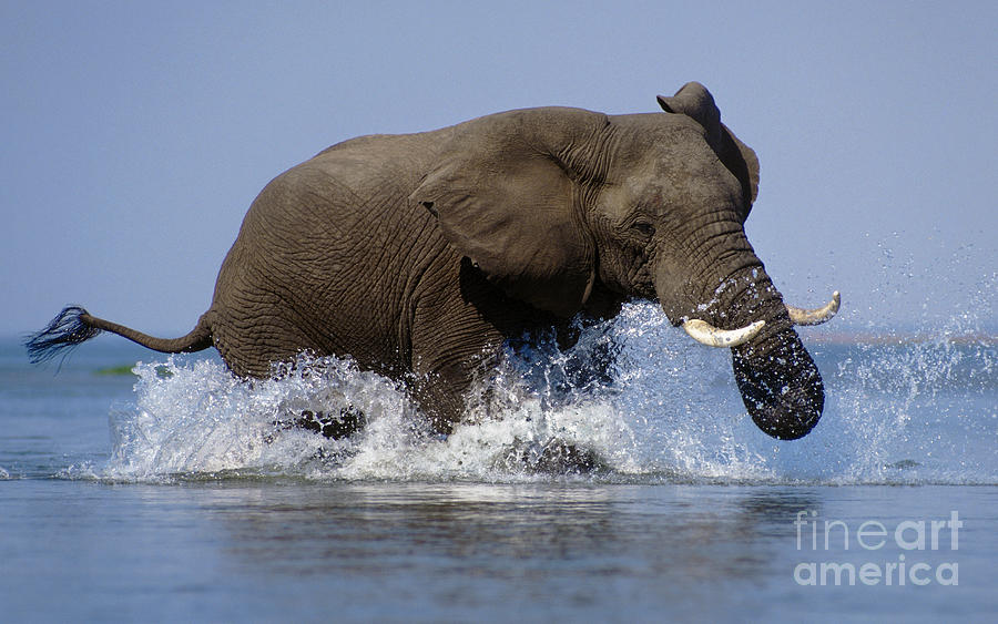 Elephant in the Zambezi - Zimbabwe Photograph by Craig Lovell