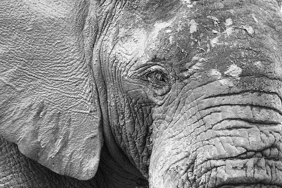 Elephant Photograph by Janine Malan | Fine Art America