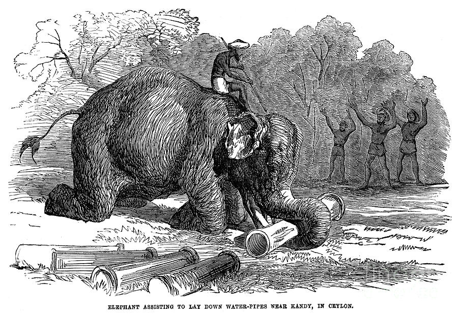 Elephant Labor, 1856 Photograph by Granger