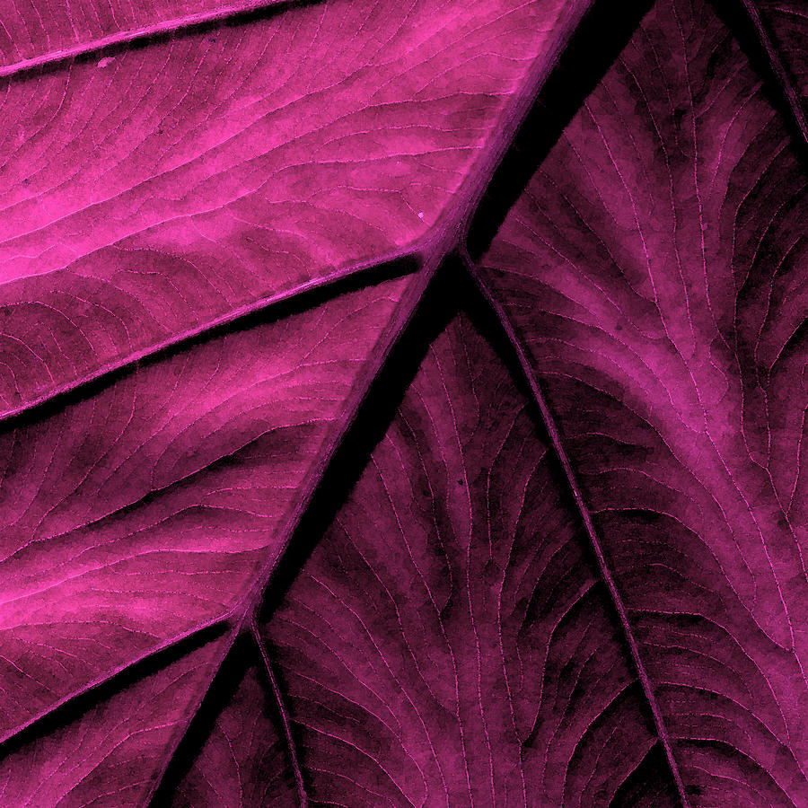 Elephant Leaf Abstract Photograph by Bonnie Bruno