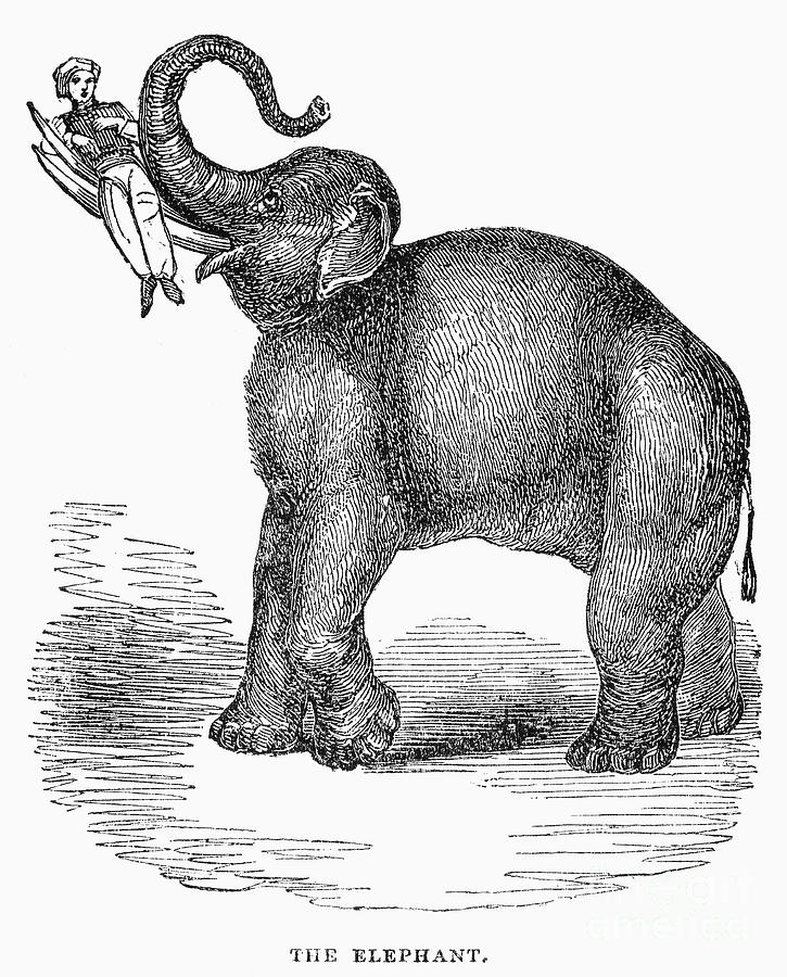 Elephant Photograph - Elephant Performer, 1843 by Granger