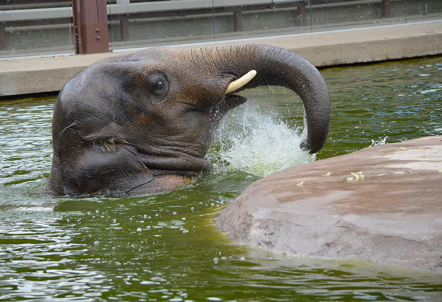 Zoo Photograph - Elephant Playing in Water by Ann Marie Chaffin Zoo Photograph - Elephant Playing in Water by Ann Marie Chaffin