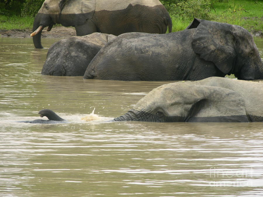 Elephant pond Mole Park Reserve Ghana Photograph by Cherie Richardson ...