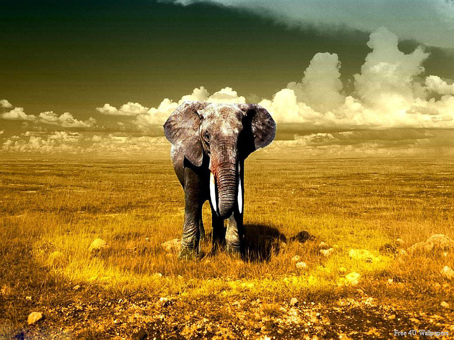 Elephant Digital Art - Elephant by Ravindu Perera