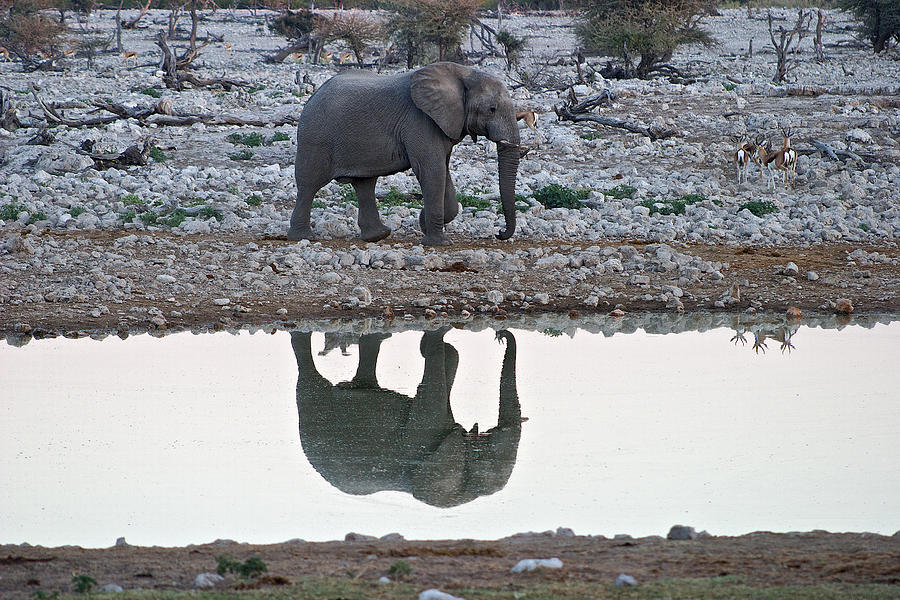 Elephant Reflection Namibia Photograph by David Kleinsasser