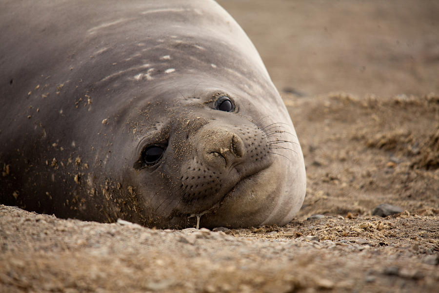 Nature Photograph - Elephant Seal 02 by David Barringhaus