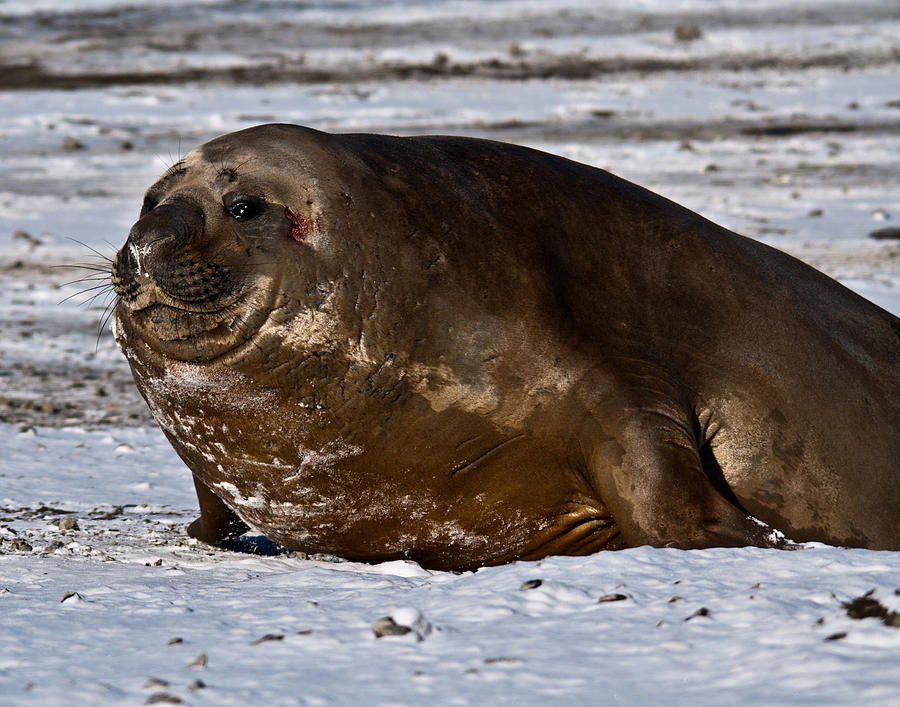 Nature Photograph - Elephant Seal 09 by David Barringhaus