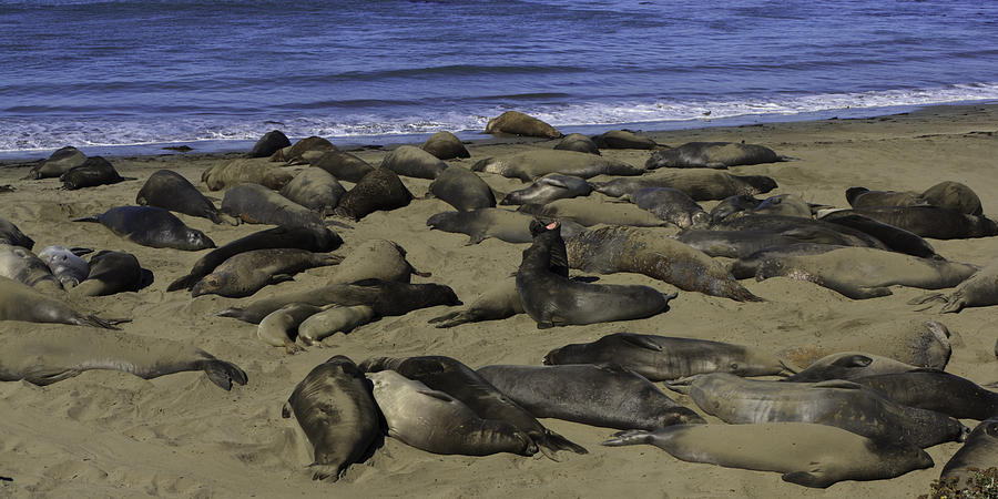 Elephant Seal Beach Photograph by Richard Balison - Pixels