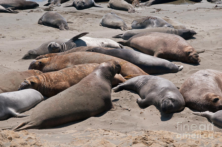 Elephant Seal Colony on Big Sur  Digital Art by Carol Ailles
