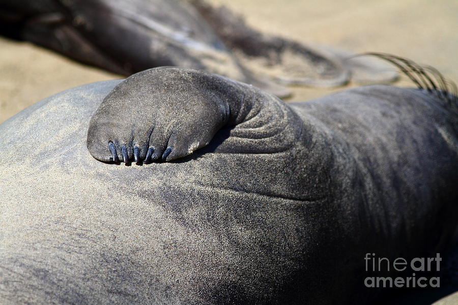 Elephant Seal Fin Nails . 7D16083 Photograph by Wingsdomain Art and Photography