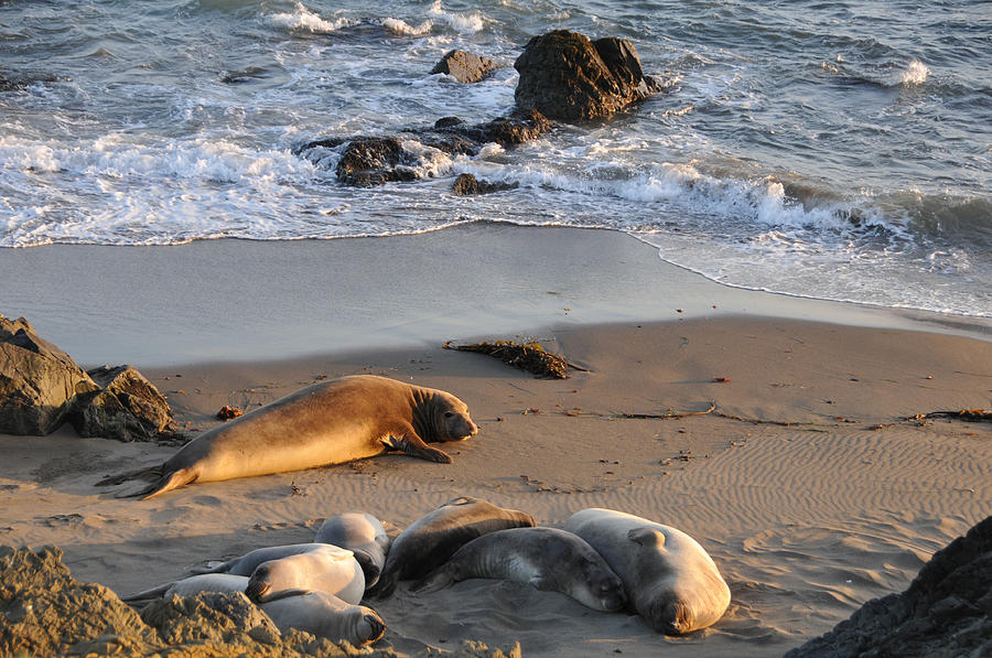 Beach Photograph - Elephant Seals at Piedras Blancas by Lynn Bauer