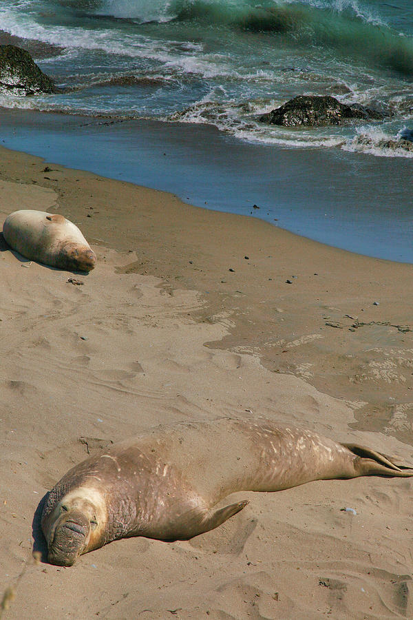 Elephant Seals Molting Photograph by Steven Ainsworth