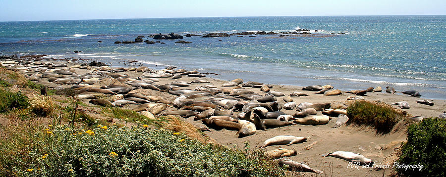Elephant Seals of the Friends Photograph by PJQandFriends Photography