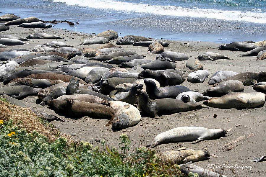 Elephant Seals on Beachrest. Photograph by PJQandFriends Photography