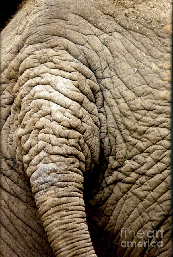 Elephant Tail Photograph by Lainie Wrightson