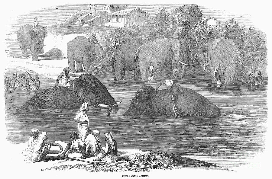 Elephant Washing, 1858 Photograph by Granger - Fine Art America