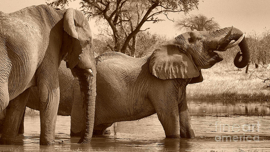 Elephants at Khwai Photograph by Mareko Marciniak