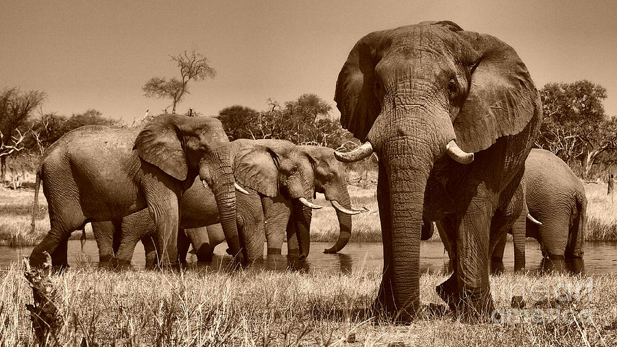 Elephants at Khwai River Photograph by Mareko Marciniak