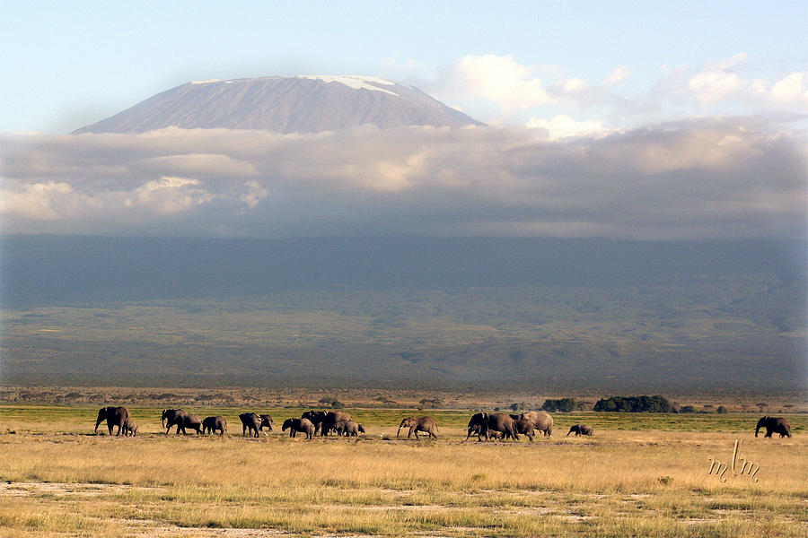 Elephants below Kilimanjaro  Photograph by Marie Morrisroe