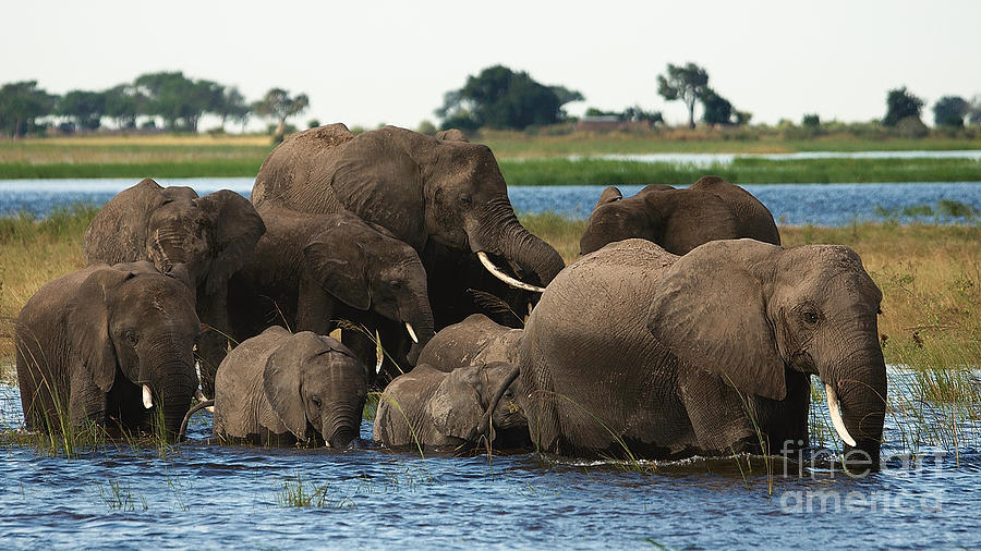Elephants crossing Chobe River Photograph by Mareko Marciniak