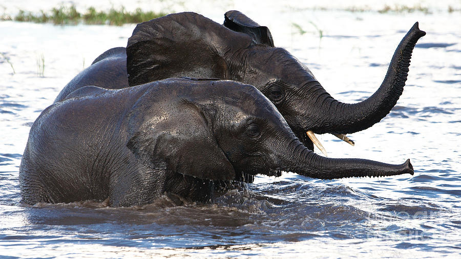 Elephants Crossing The River 2 Photograph by Mareko Marciniak