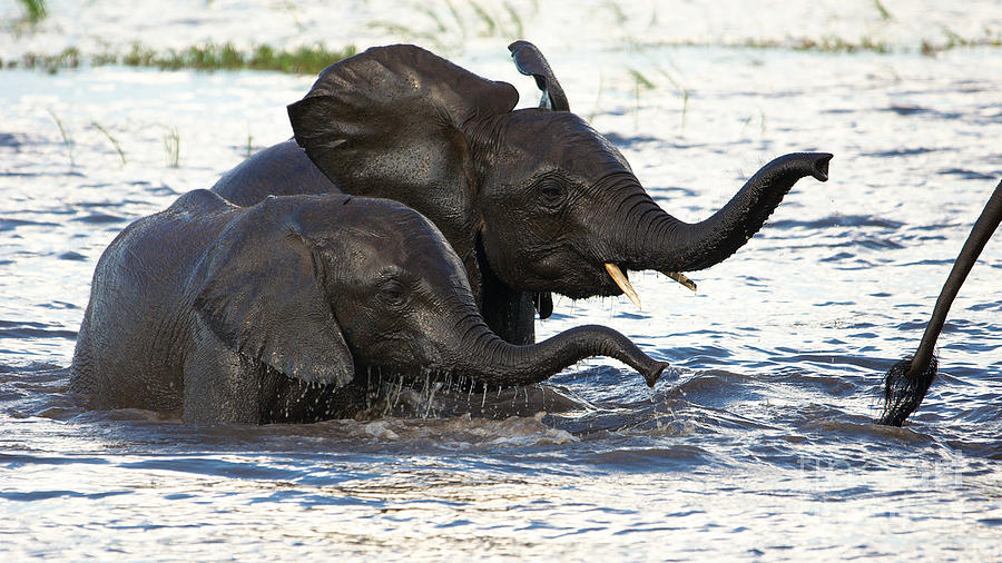 Elephants crossing the river Photograph by Mareko Marciniak