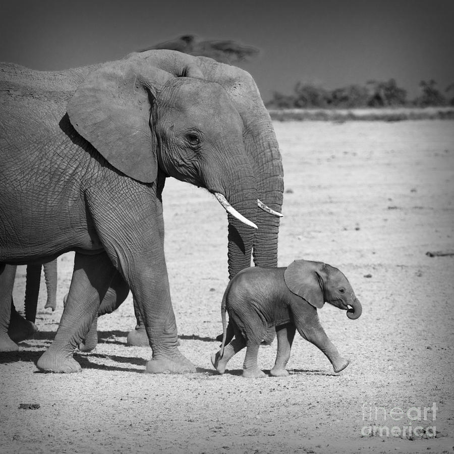 Elephant's Family At Amboseli National Park Kenya Photograph by ...