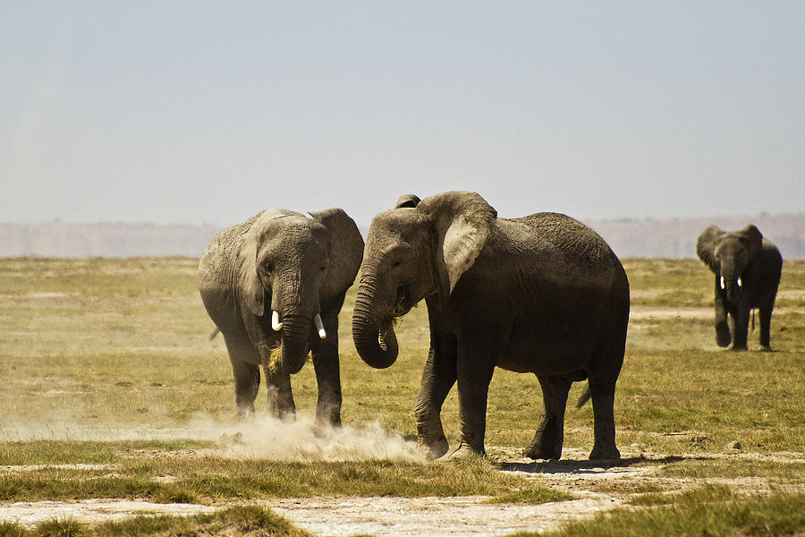 Elephant Photograph - Elephants in the Dust by Marion McCristall