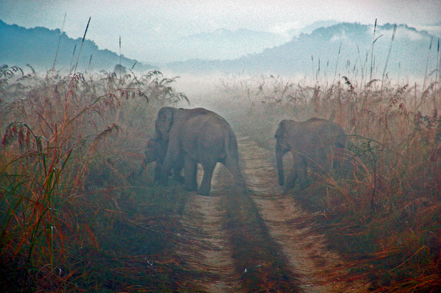 Elephant Photograph - Elephants in the Mist by Conrad  Collaco
