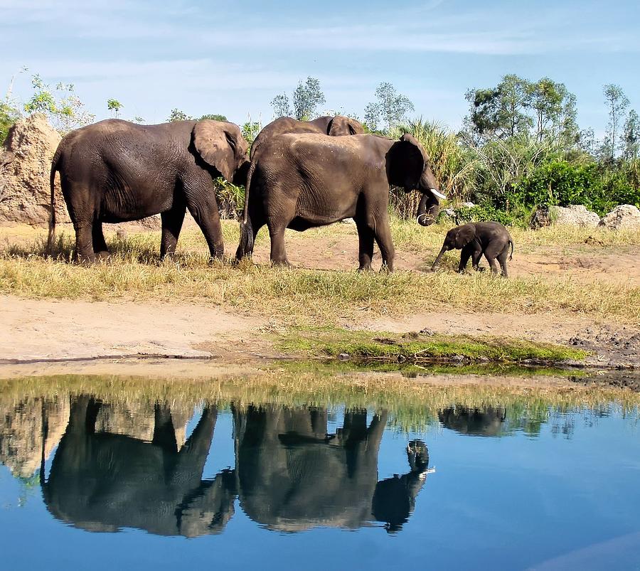 Elephants Photograph by Jenny Hudson