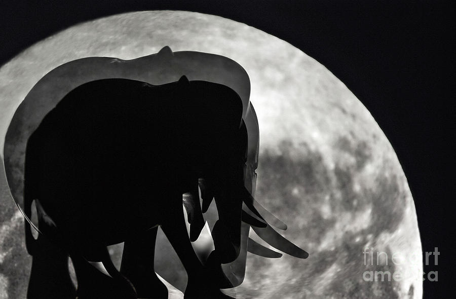 Elephant Photograph - Elephants on Moonlight Walk by Kaye Menner