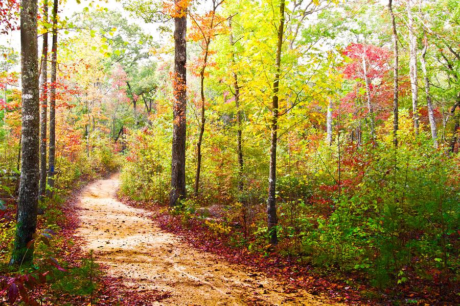Fall Photograph - Elfin Trail by Debra and Dave Vanderlaan