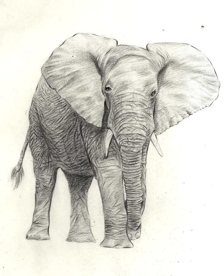 Eliphant by Bilal Raza