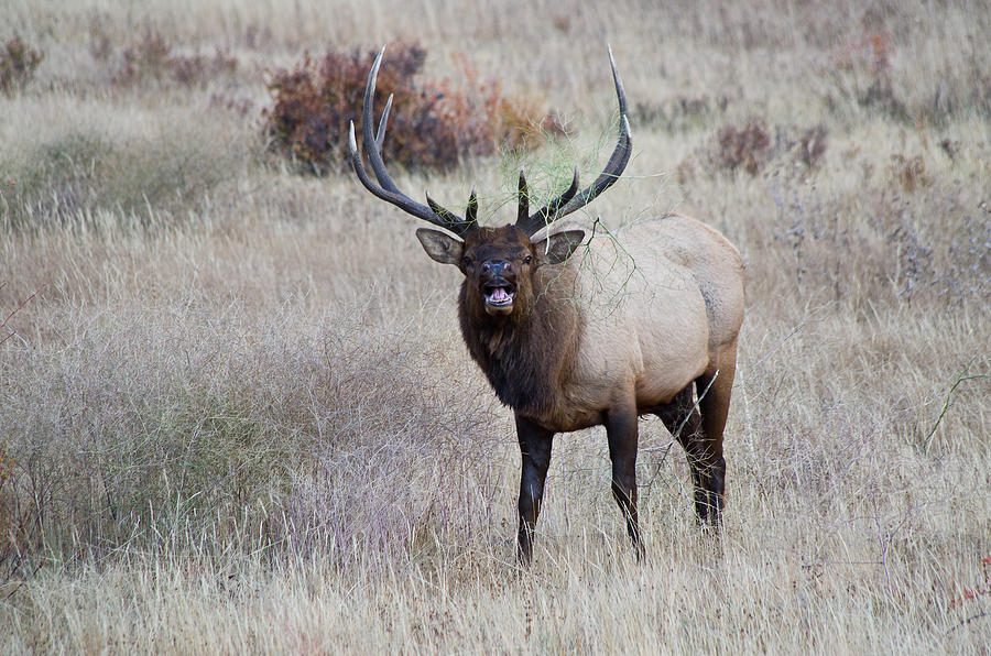 Elk - 4010 Photograph by Jerry Owens