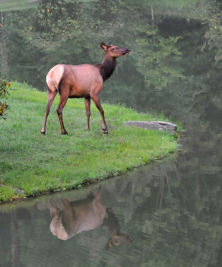 Elk Alertness Photograph by Alan Lenk